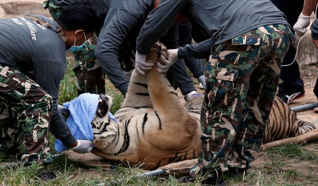  Big cats removed from Thailand´s infamous Tiger Temple