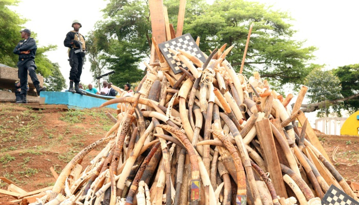 Poachers kill six troops, two others in Cameroon wildlife park