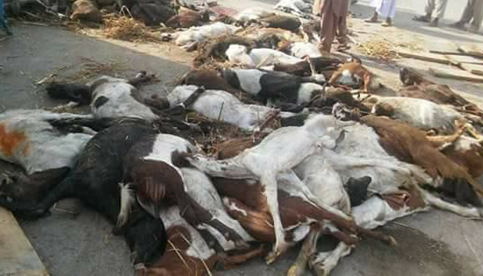 Already wary of meat, people raise concern after 200 goats killed in road accident near Lahore