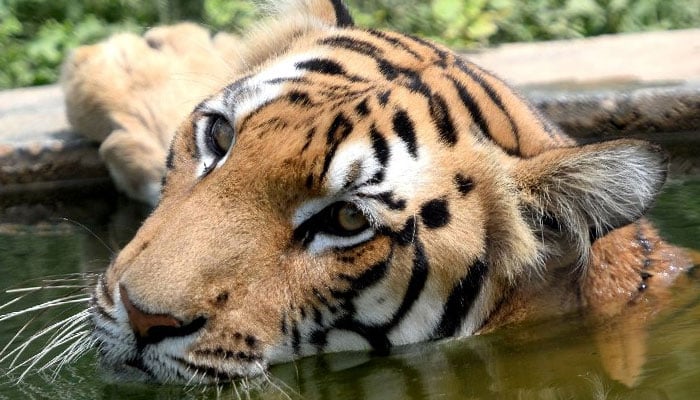 World tiger population grows but SE Asia threats 'critical': WWF