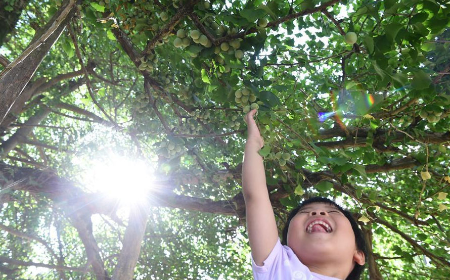 A child reaches the seeds of Ginkgo tree in Huajia village of Jiaoyang township.