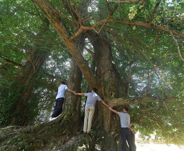 Tourists trying to link hands around the 1200-year-old Ginkgo tree.