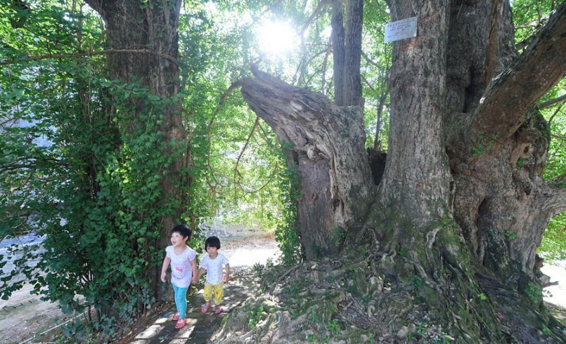 Children walk under thousand-year-old ginkgo tree.