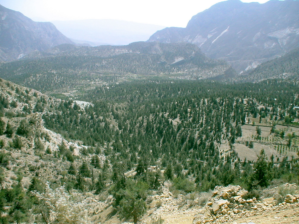 Ziarat Juniper Forest