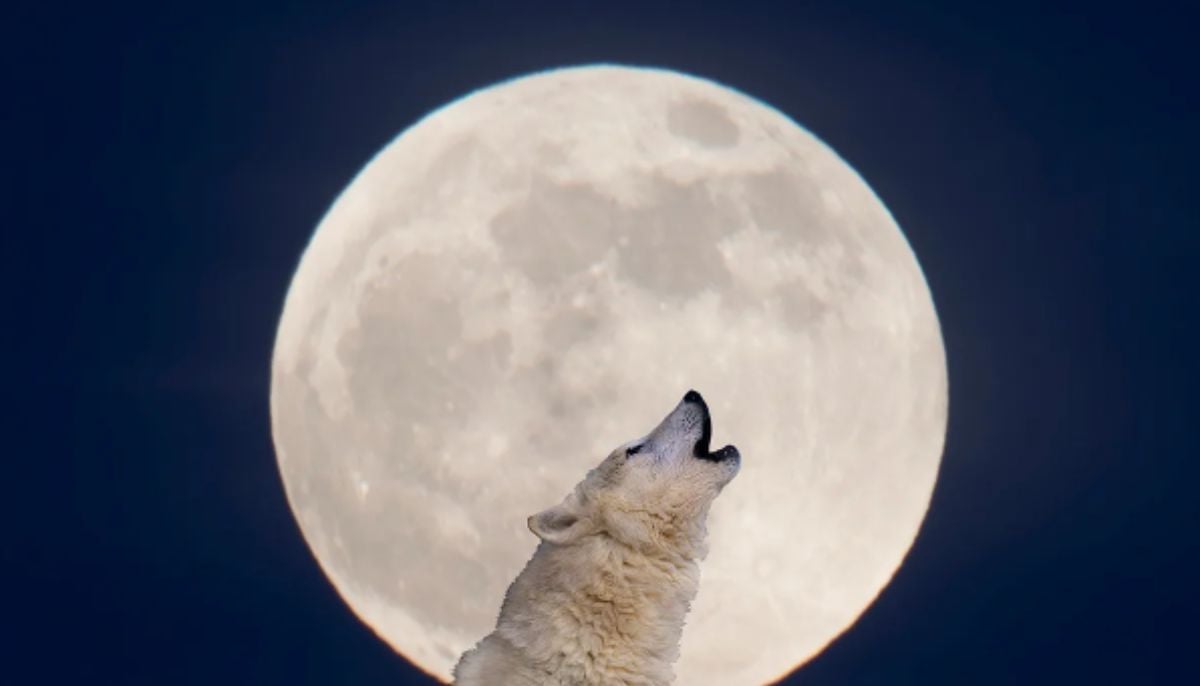 Wolf Moon 2026: Stunning images of first supermoon dazzling skies across the globe