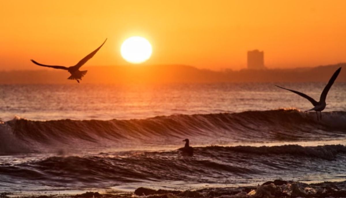 World oceans absorbed record heat in 2025, may trigger intense climate crises, says report