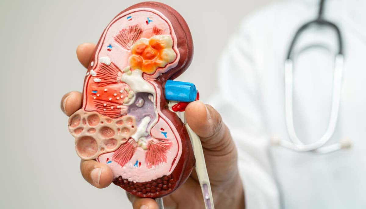 Kidney damage is now reversible: here's where science stands 