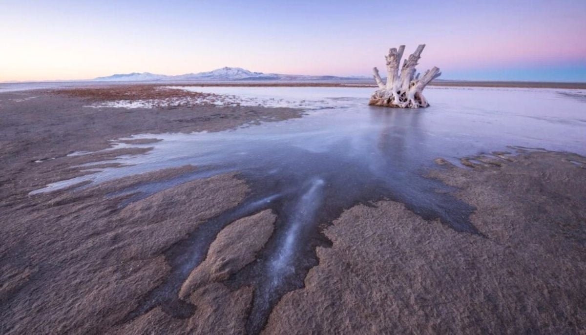 Scientists discovered never-before-seen creature in Great Salt Lake