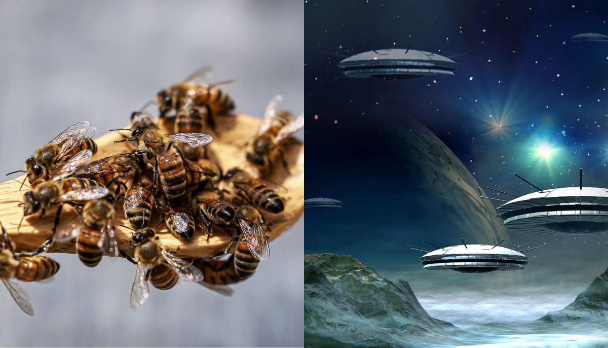 Honeybees could help humans communicate with aliens, scientists say