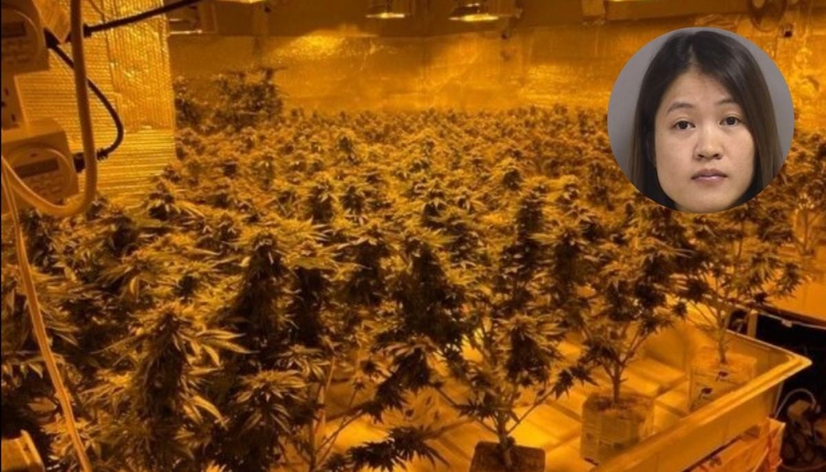 Police uncover secret cannabis empire ran by New York woman