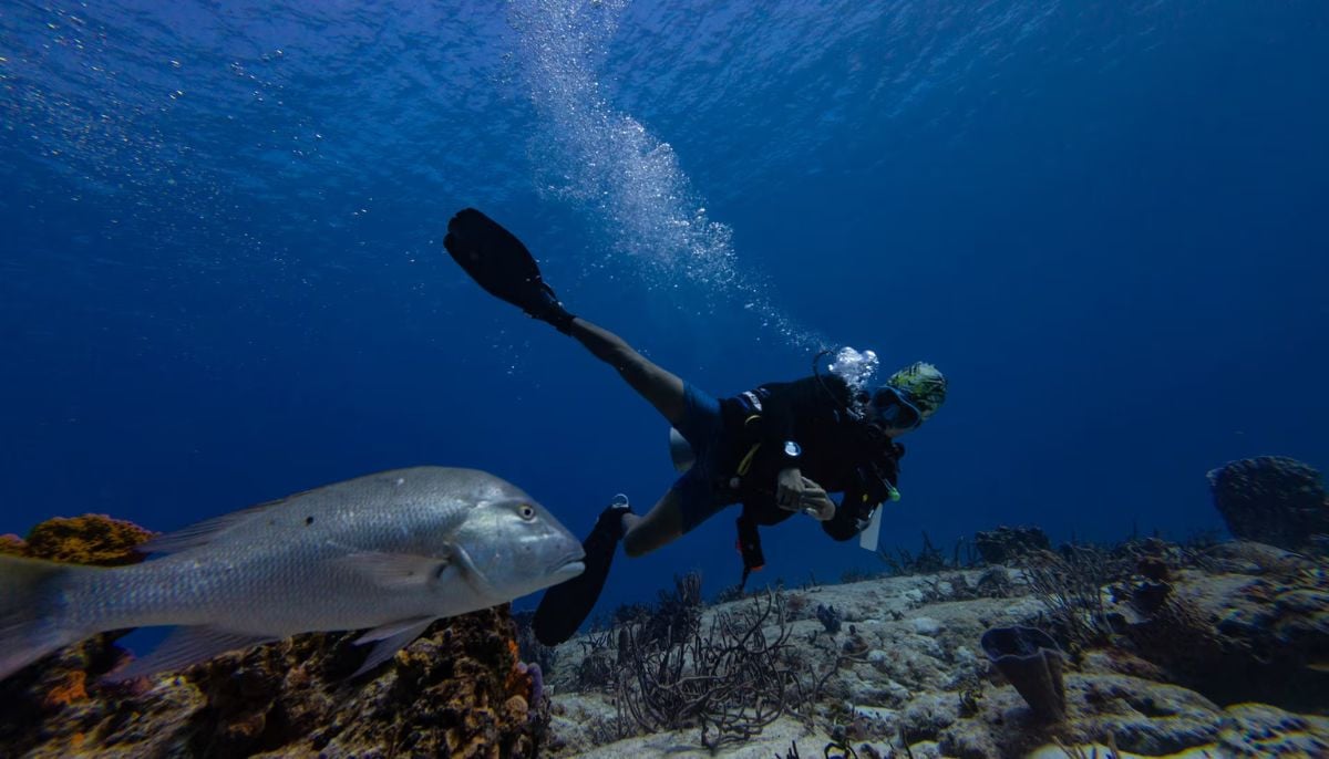 Historic UN biodiversity treaty takes effect today, aiming to protect 30% of high seas by 2030