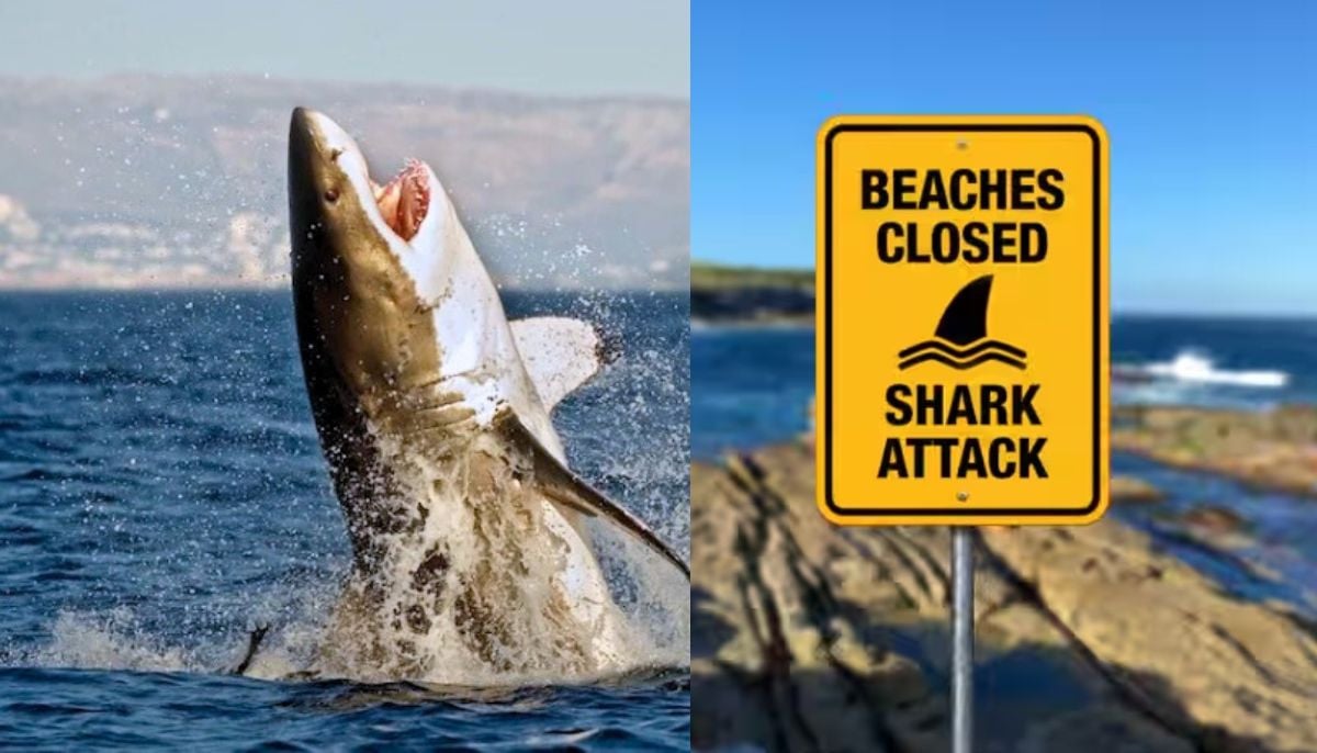Alarming: Rising shark attacks force Australia to close beaches