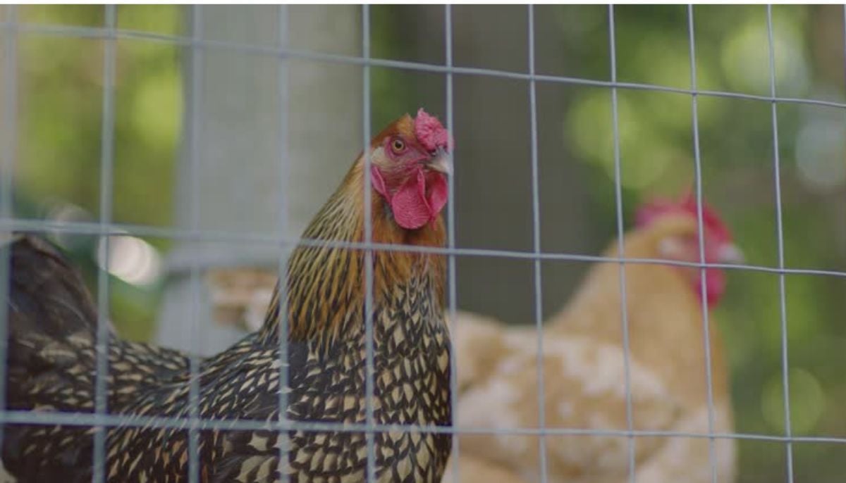 Missouri couple ‘locked sons in chicken pen, shot them’ in shocking abuse case