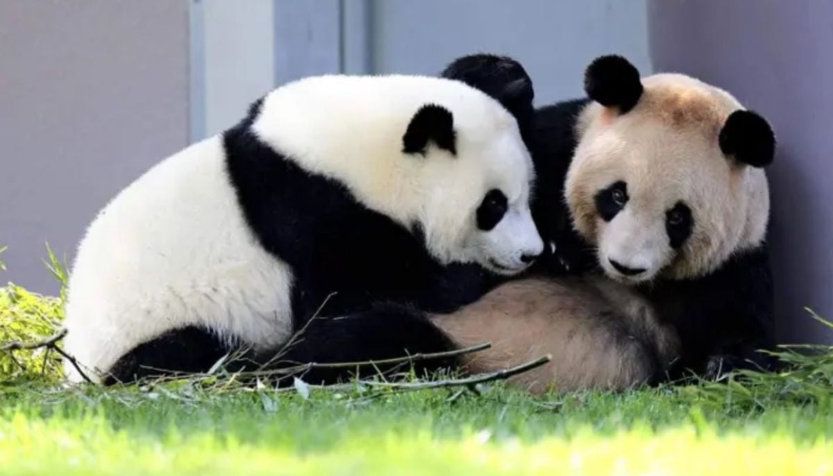 'Fans in tears' as Japan bids farewell to last two pandas