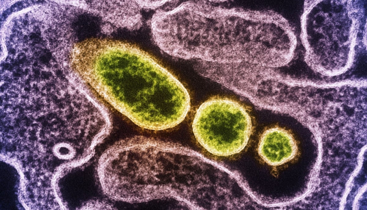 Deadly Nipah virus outbreak: How it spreads, and symptoms to watch out for