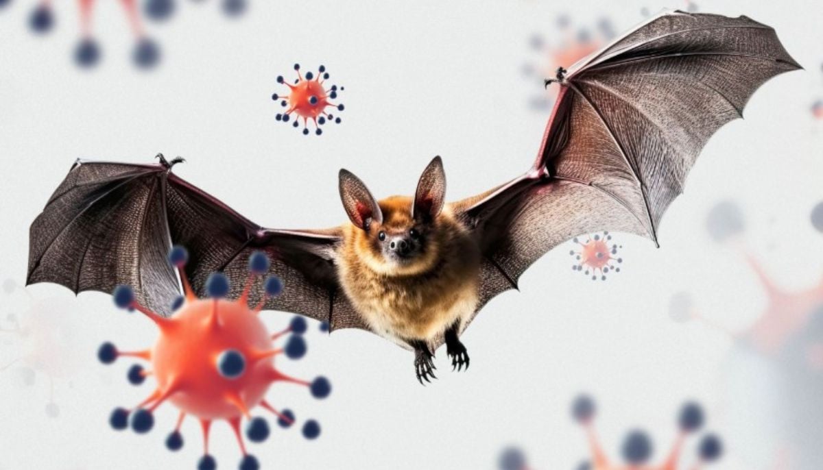 Scientist discovers new bat virus infecting humans; but thats not Nipah Scientist discovers new bat virus infecting humans; but thats not Nipah