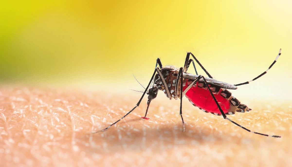 New research brings us closer to malaria-free world