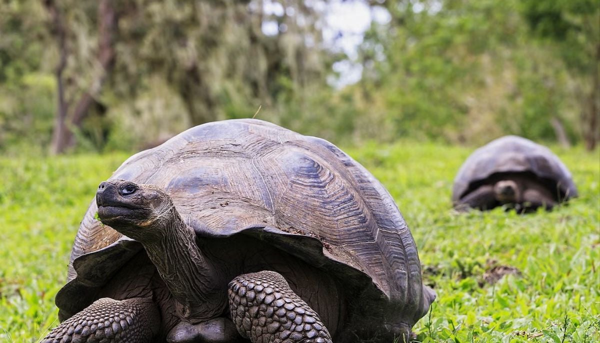 Giant tortoise reintroduced to island after almost 200 years