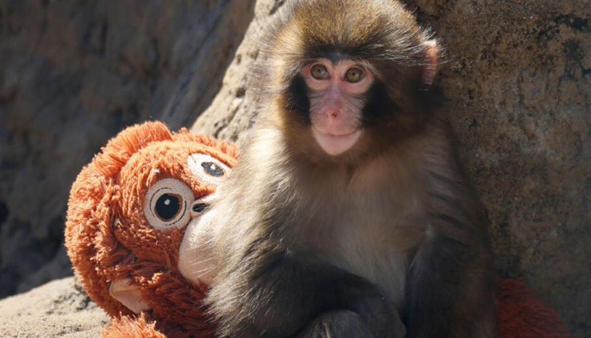 Who is Punch? Here’s everything to know about the viral sensation winning over internet