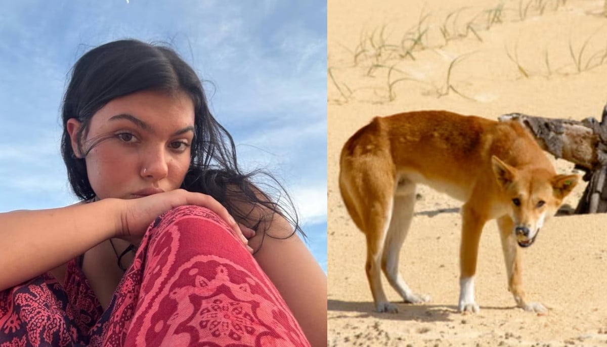 Dingo attack investigation continues after death of Canadian woman in Australia