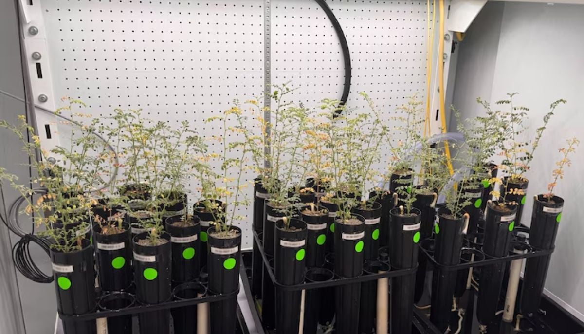 Can humans grow food on Moon? New research says yes