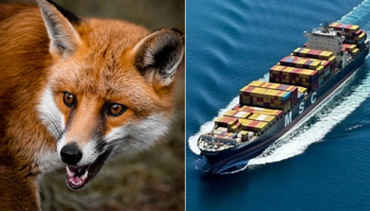 Surprising stowaway: Sly red fox travels from England to US on cargo ship