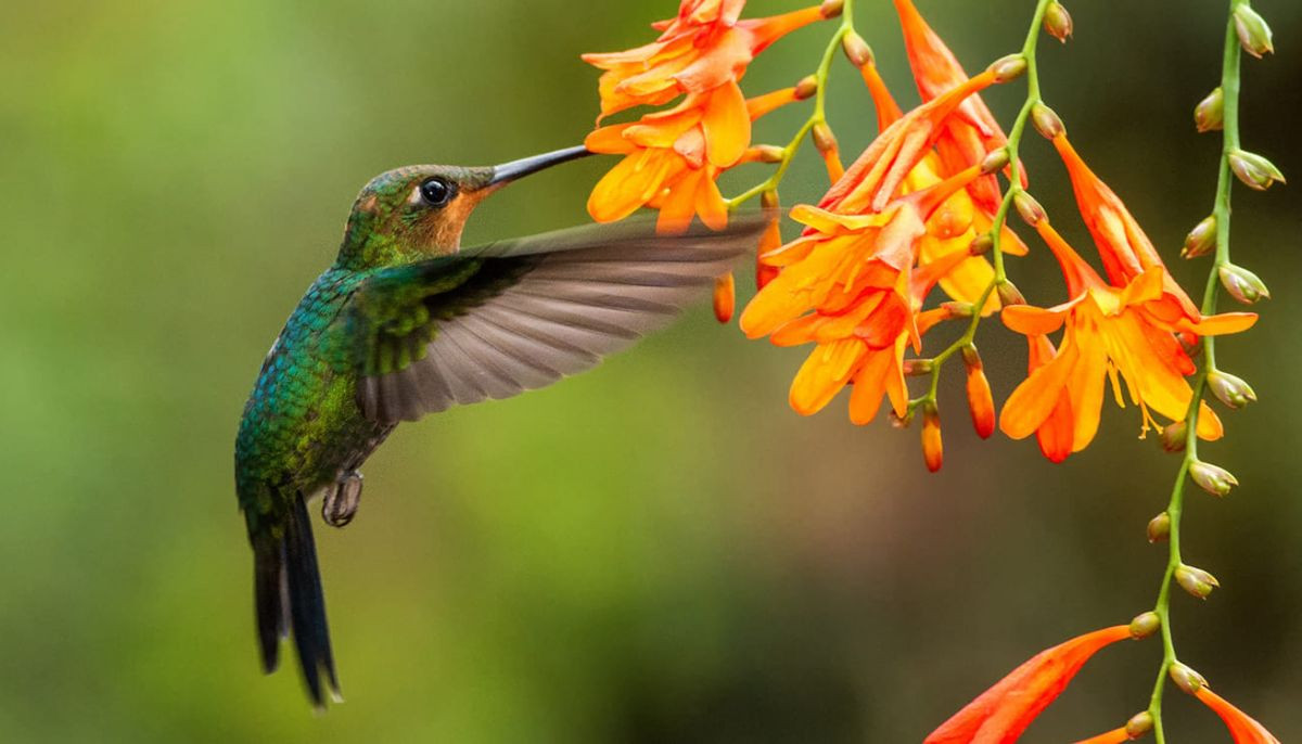 Tiny drunks? Hummingbirds found consuming alcohol in recent study