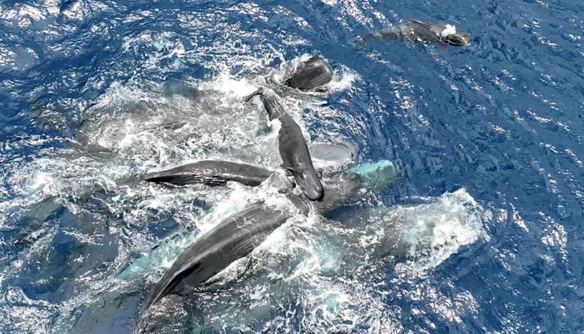 First-of-its-kind video shows sperm whale females assisting birth at sea