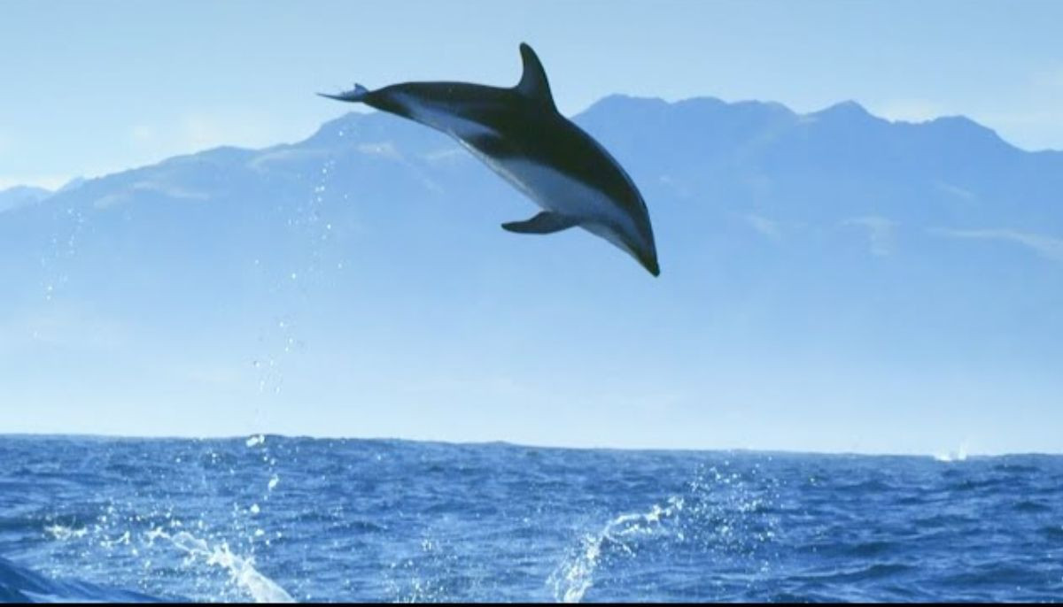 Wild dolphin catches huge air in breath-taking moment