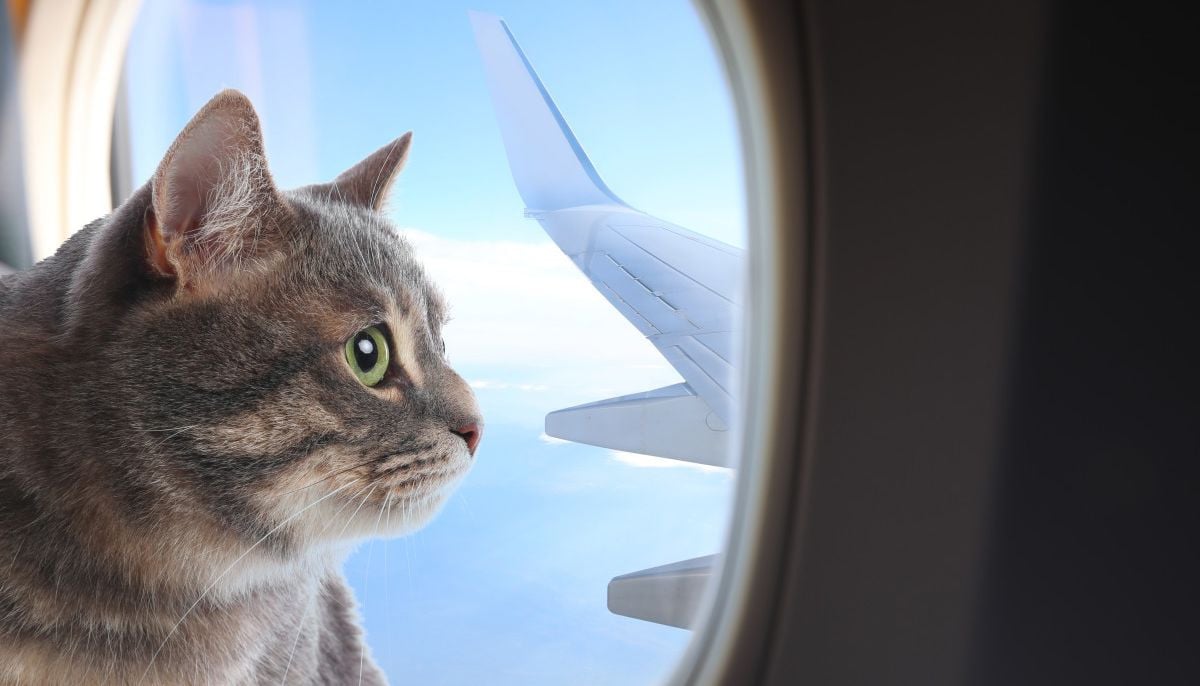 Hat or Cat? Woman’s clever plane boarding trick raises eyebrows