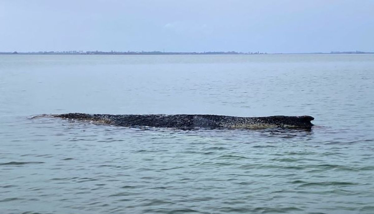 Watch: Humpback whale stranded off German coast with no rescue on the way