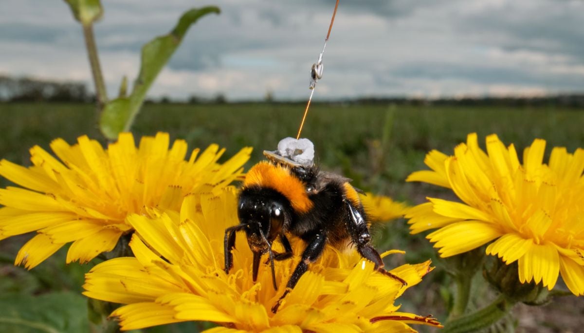 ‘Secret of the Bees’ exposes the ingenious nature of bees and their crucial role on Earth