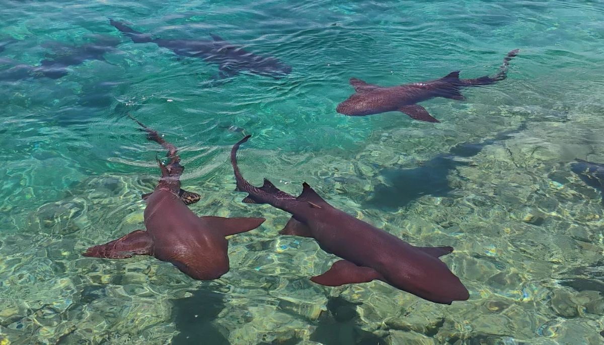 Sharks in Bahamas tested positive for cocaine and painkillers: Here’s why