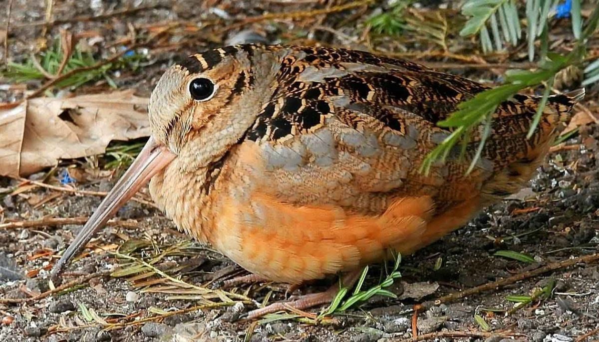 American Woodcock’s viral dance is captivating New Yorkers — Here’s why