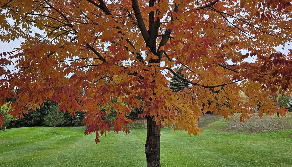 Kamloops encourages residents to plant trees as coupon program boosts urban canopy growth