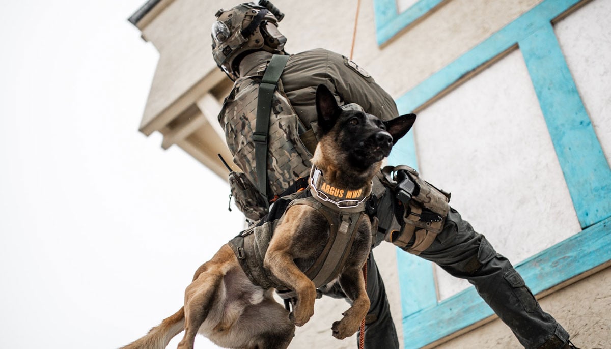 Major bill in the works to save dozens of hero dogs  