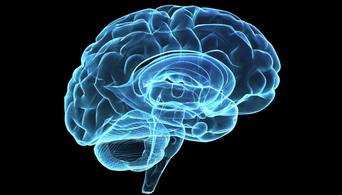 New aging brain study finds single protein behind cognitive decline and possible reversal