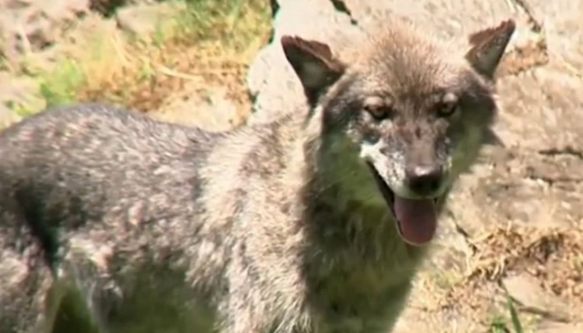 Zoo safety concerns arise after toddler injured in wolf enclosure at Hershey Park