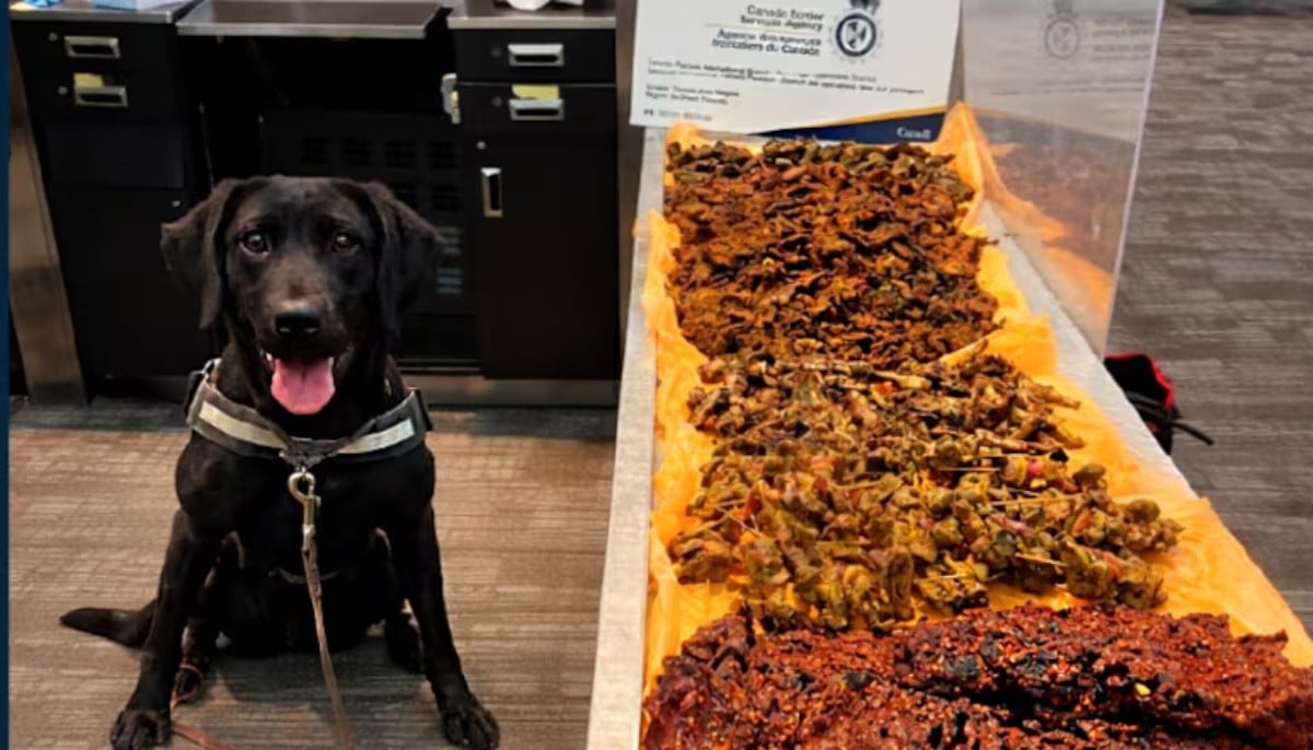 Detection dog at Toronto airport uncovers large stash of undeclared meat in passenger luggage