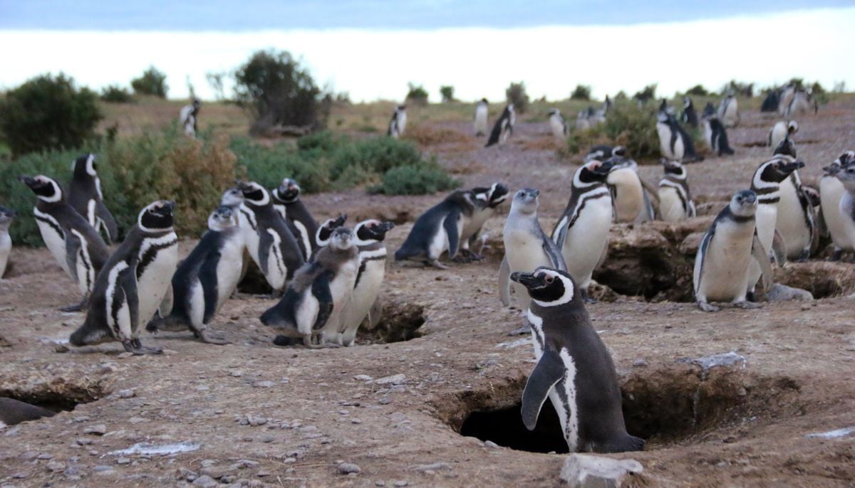  ‘Forever chemicals’ detected in penguins in this remote region: Here’s why