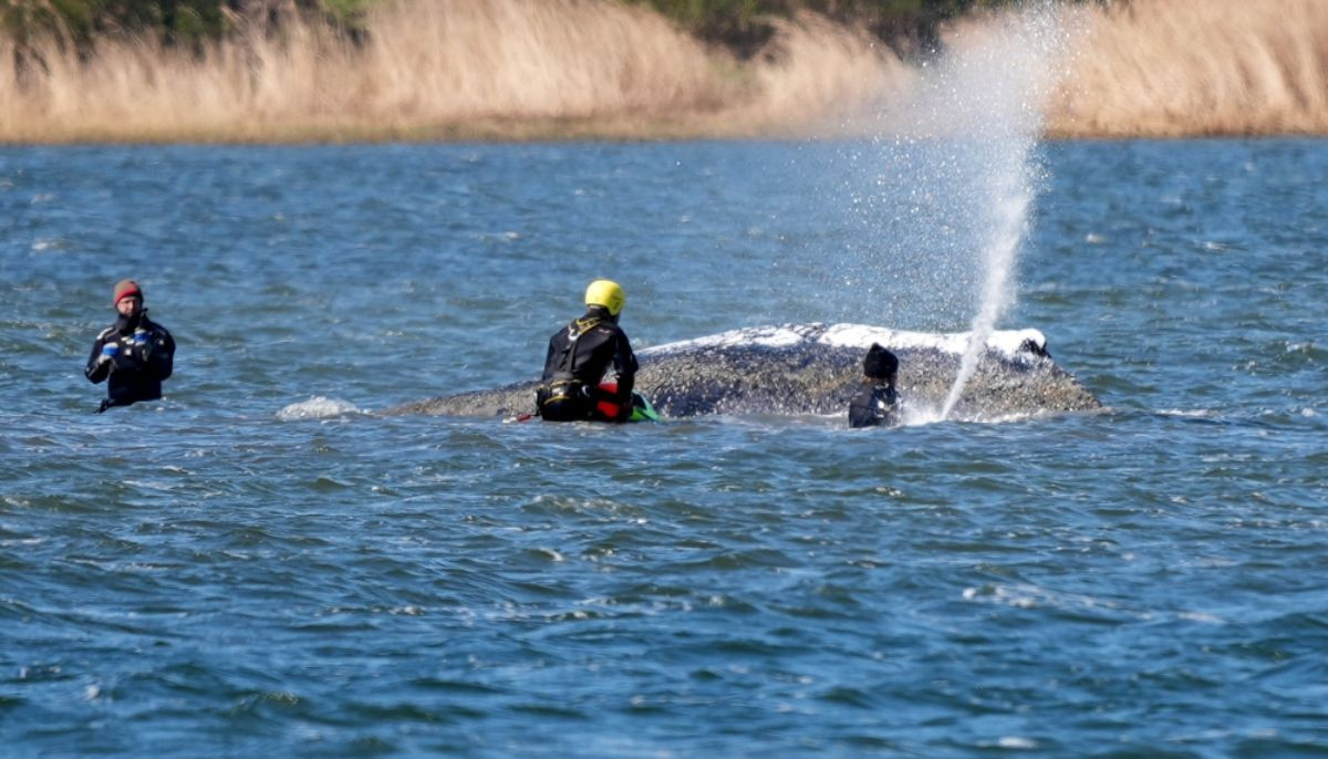 Watch: Germany mobilizes massive barge in high-stakes mission to save stranded whale