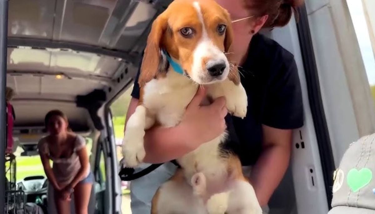1,500 beagles rescued: Everything to know about the historic mission