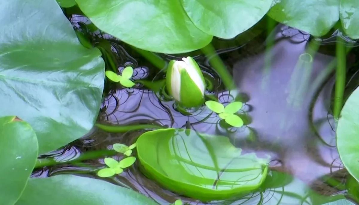 Study finds one-fifth of flowering plant history at risk: Here's why