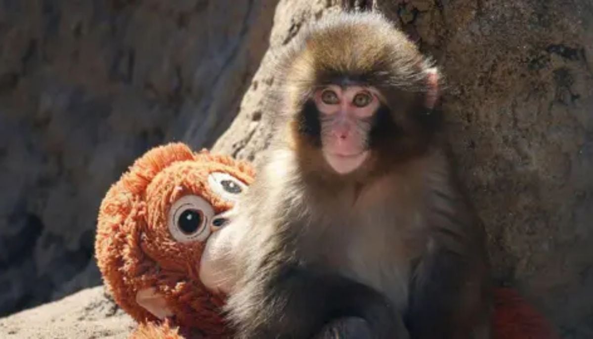 Viral ‘Punch’ monkey stunt: US tourists jump into zoo enclosure, sparking crackdown
