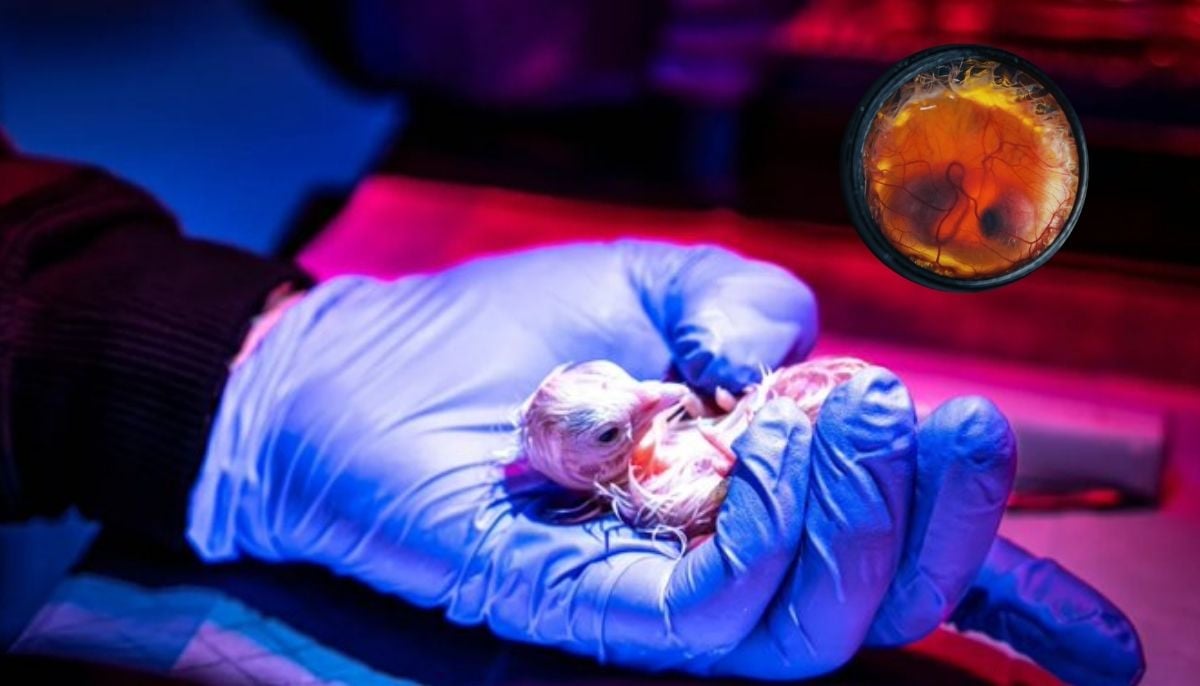 Scientists hatch live chickens from 3D-printed eggshells: Could artificial wombs be next?
