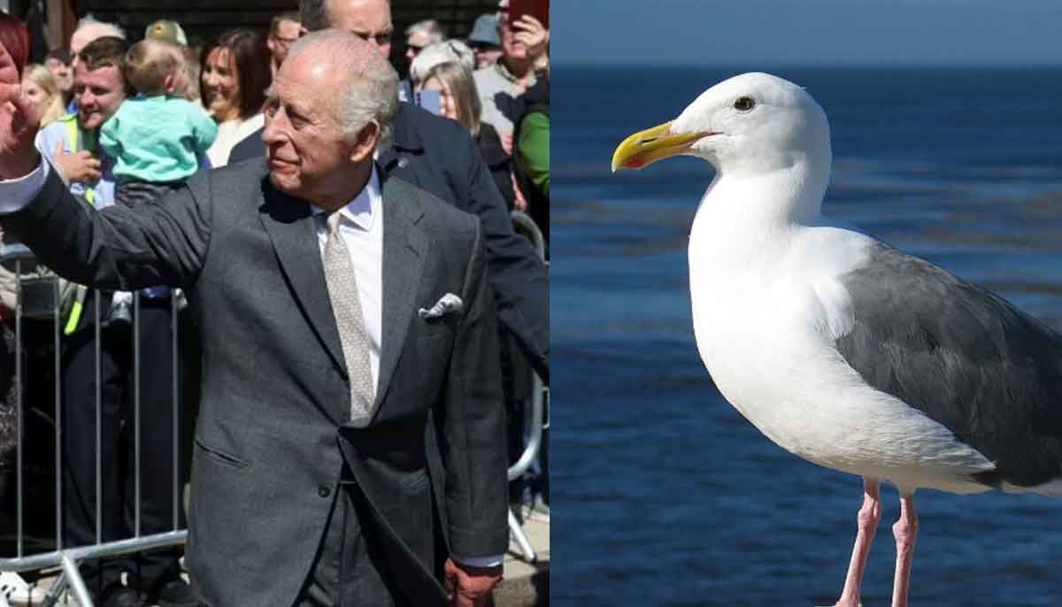 Seagull tries to ruin King Charles' day in Northern Ireland 