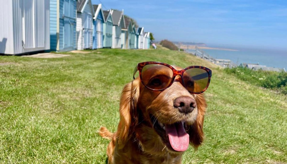 UK dog owners could regret it for life if they ignore these heatwave rules