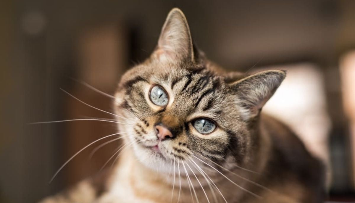 How your pet cat could help cure human cancer, according to scientists 