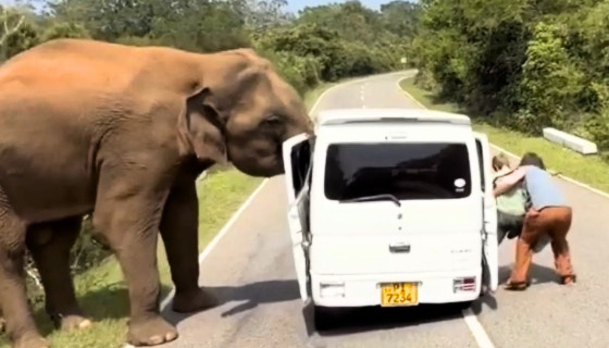 Three killed, four injured after bus crashes into elephant in Africa