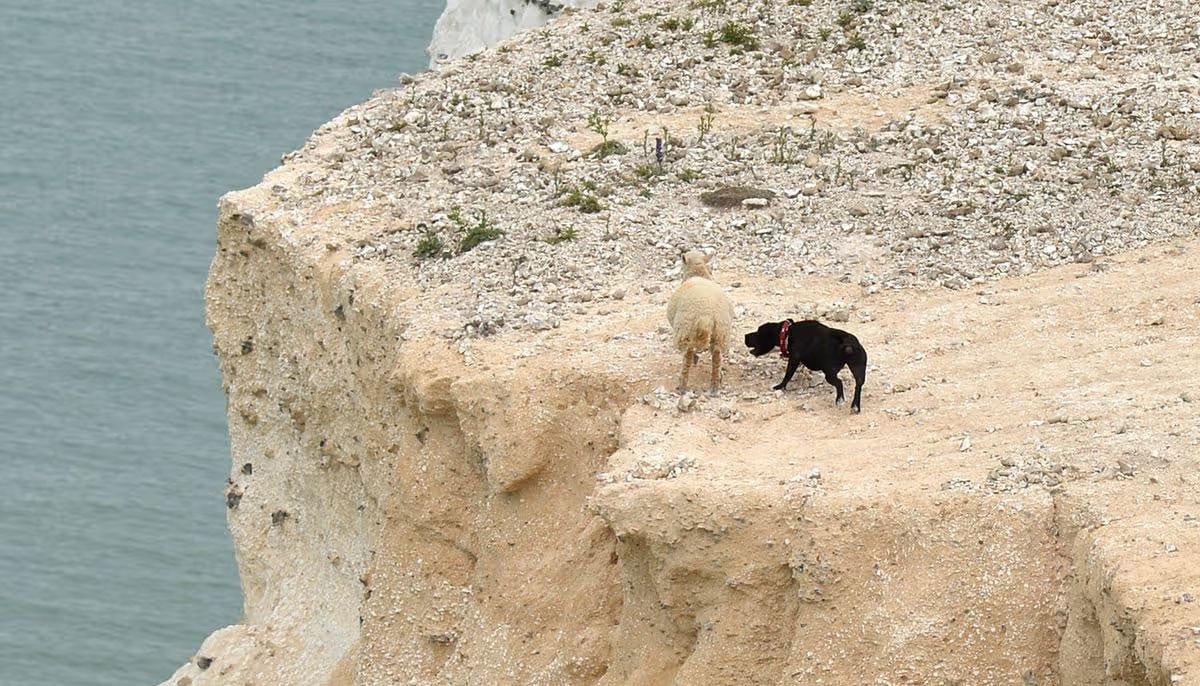 Dog plunges over cliff edge: What happened next?